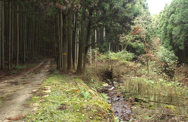 槙野川沿いの道