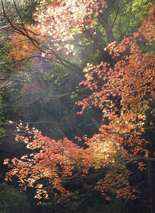 紅葉
