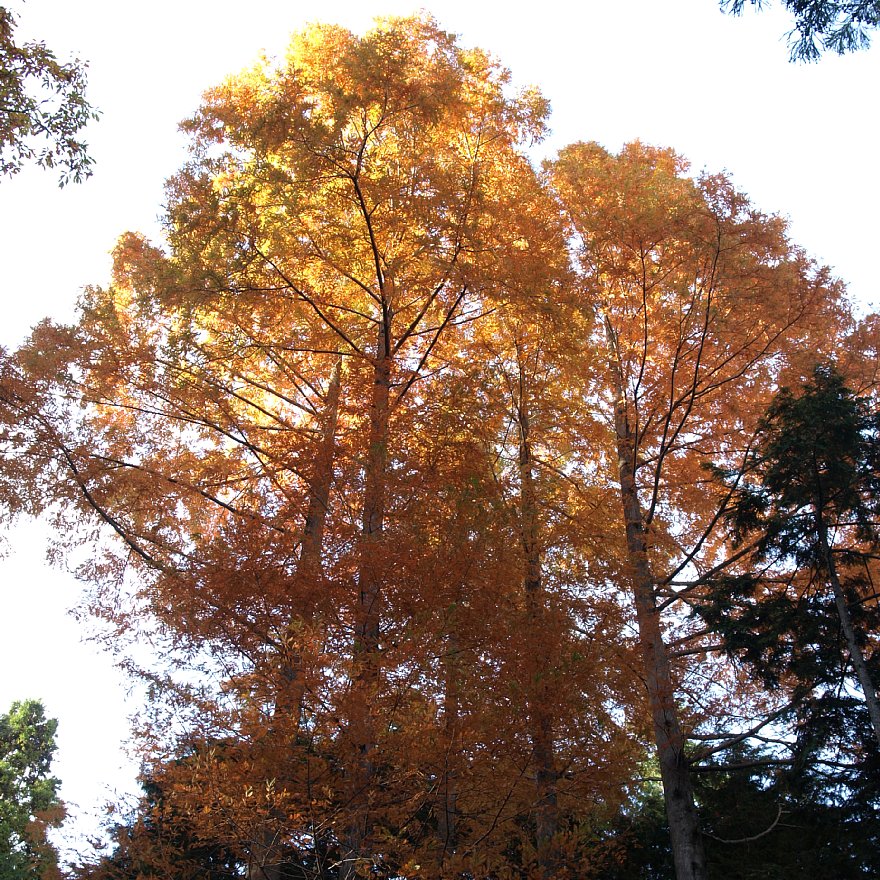 透ける紅葉