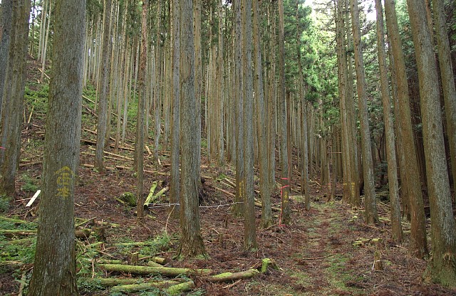 苔むす林