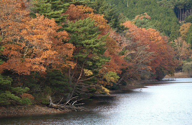 湖岸の紅葉