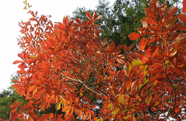 紅葉