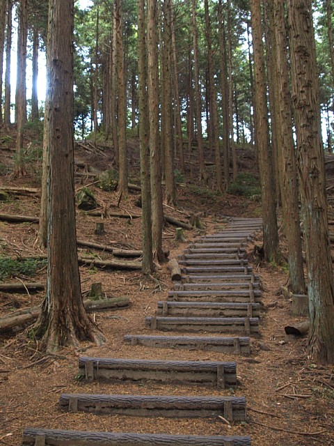 植林帯
