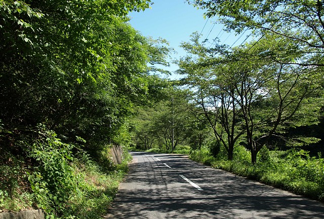 木陰の車道