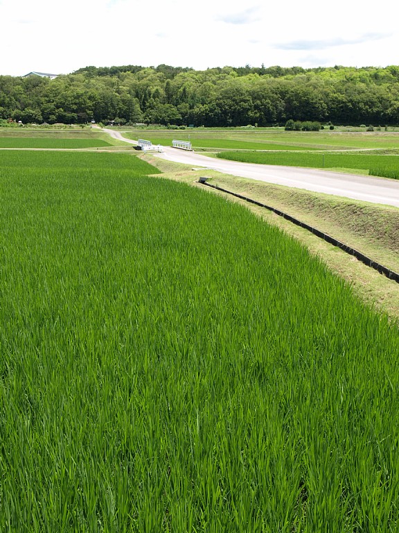 塩河の田園地帯