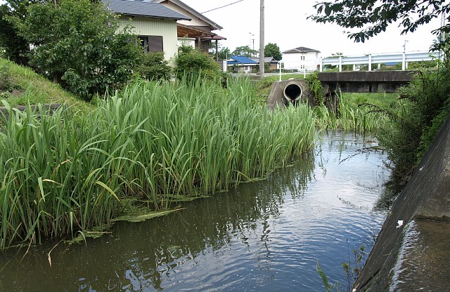 横市川