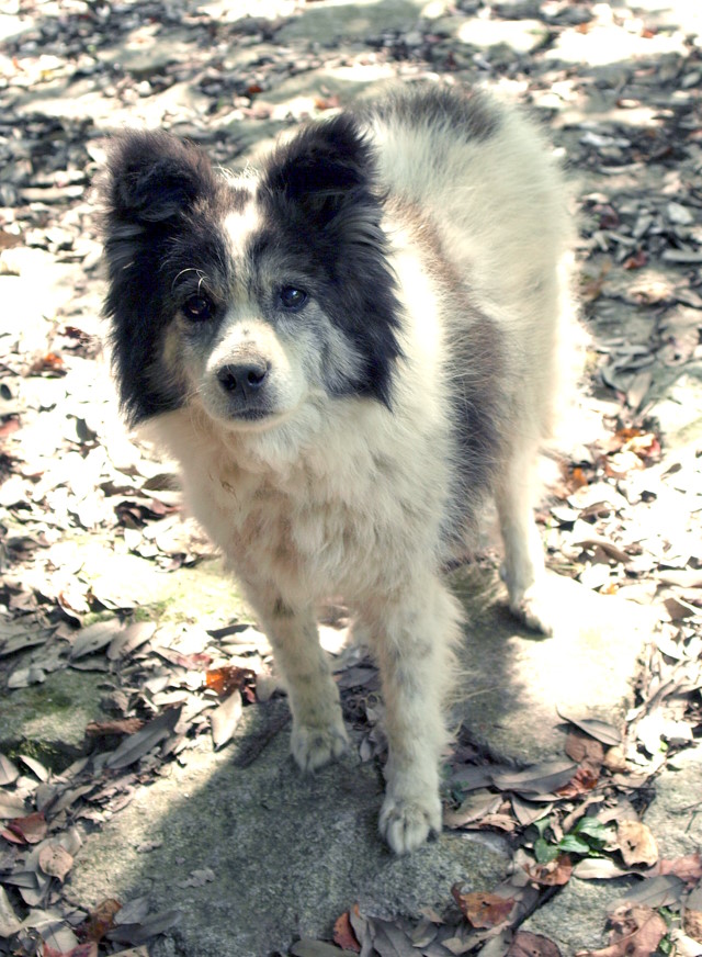 犬