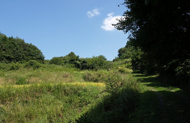 緑道