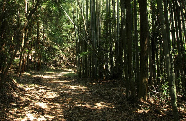 竹林の道