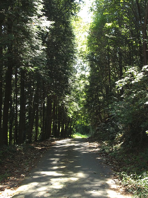 林道