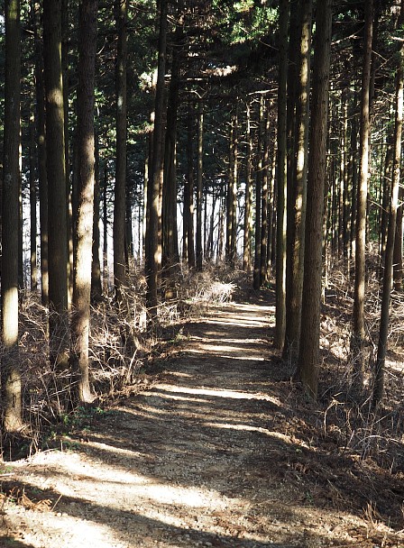 支尾根の稜線道