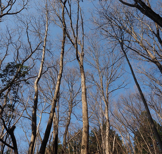 落葉樹の森