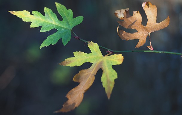 紅葉