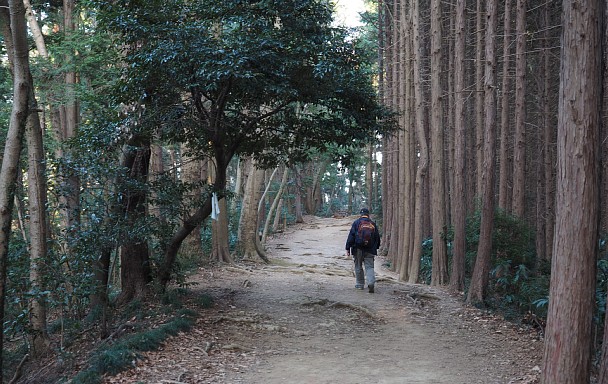 植樹帯