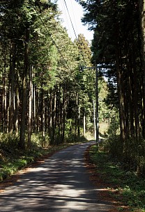 木陰の林道