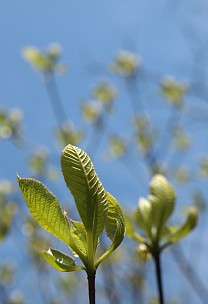 芽吹き