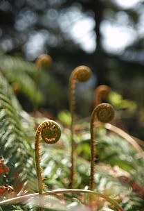 羊歯の若芽