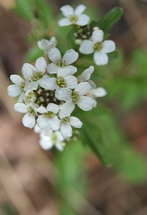 野花