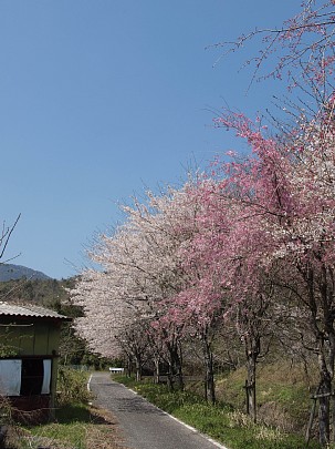 伊自良川の桜並木