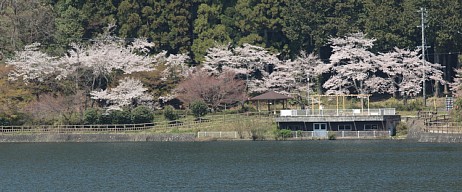 伊自良湖の公園