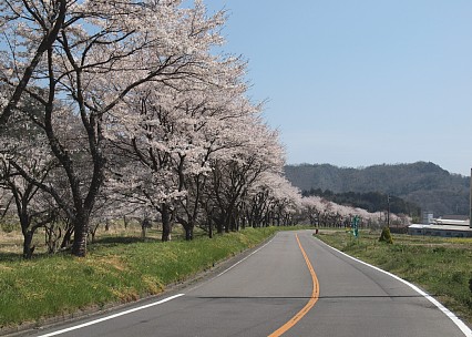 桜並木