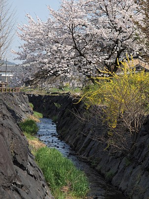 大桑川