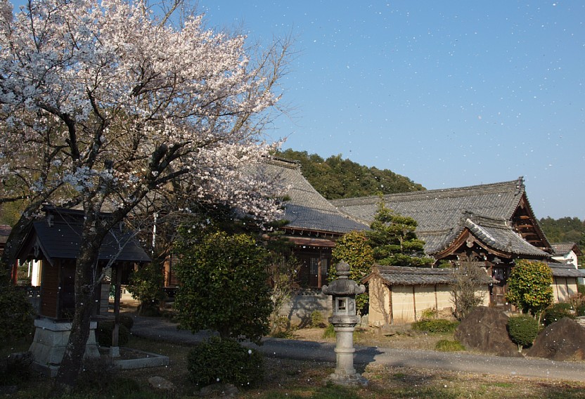 桜吹雪