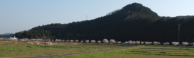 鳥羽川の桜並木