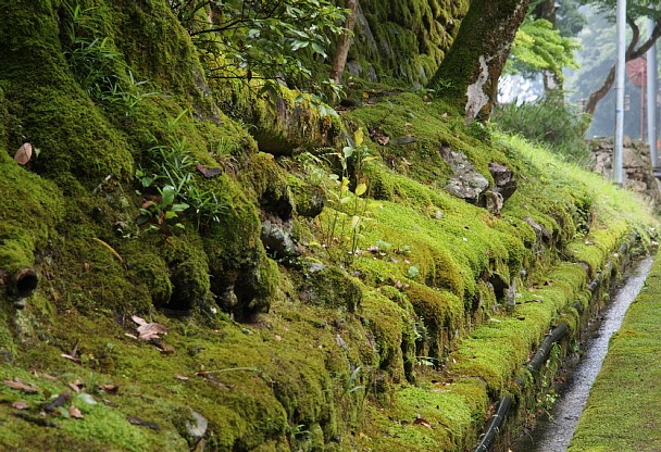 苔生す道