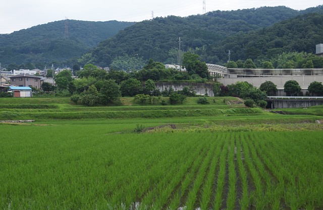 田園