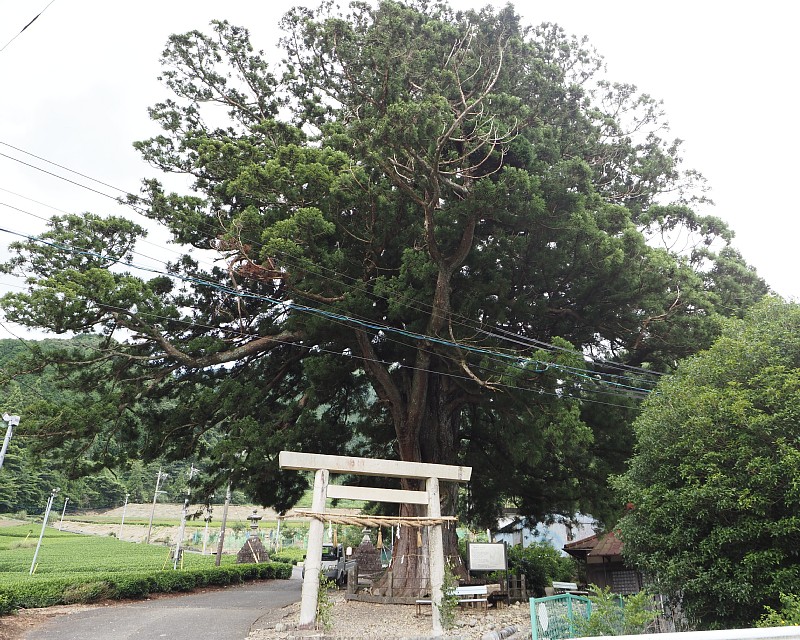 鼻崎の大スギし