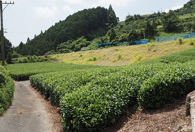 茶畑の農道