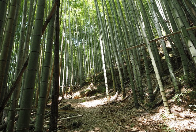 竹林の道