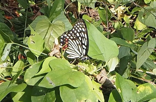 アカボシゴマダラ