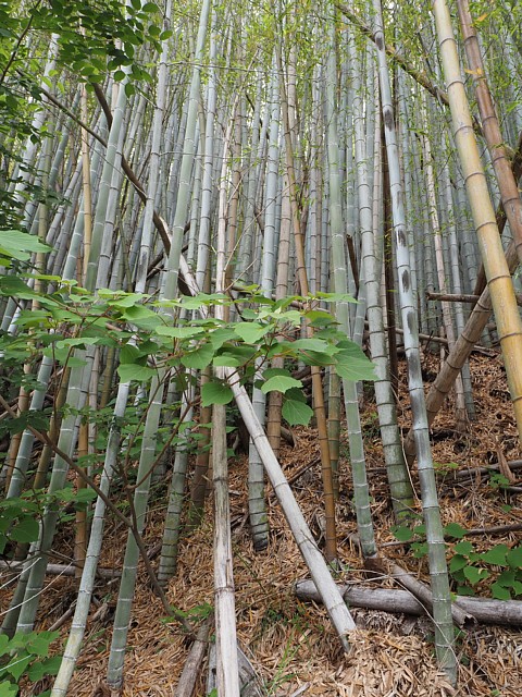 竹
