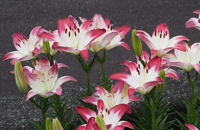 路傍の花