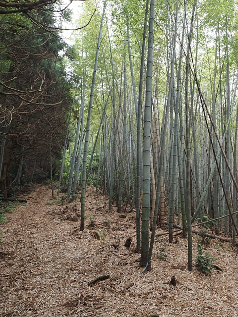 竹林