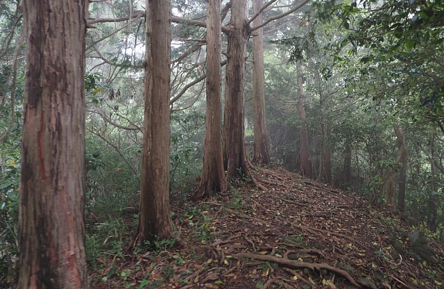 花沢山へ