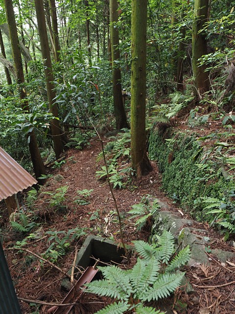 植林帯