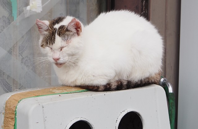 猫