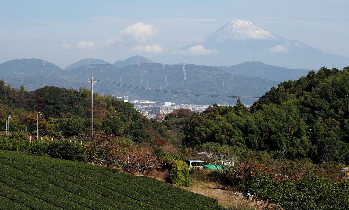 茶畑と富士山