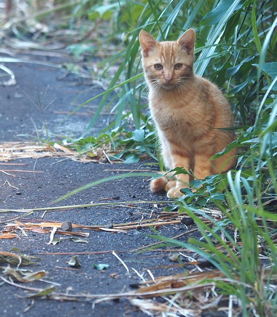 歩道脇の子猫