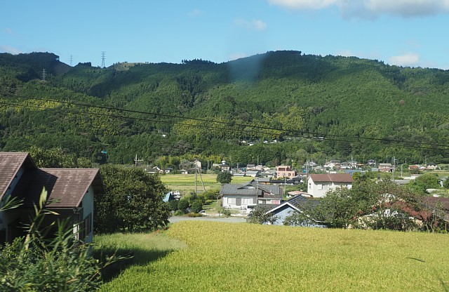 芝川流域
