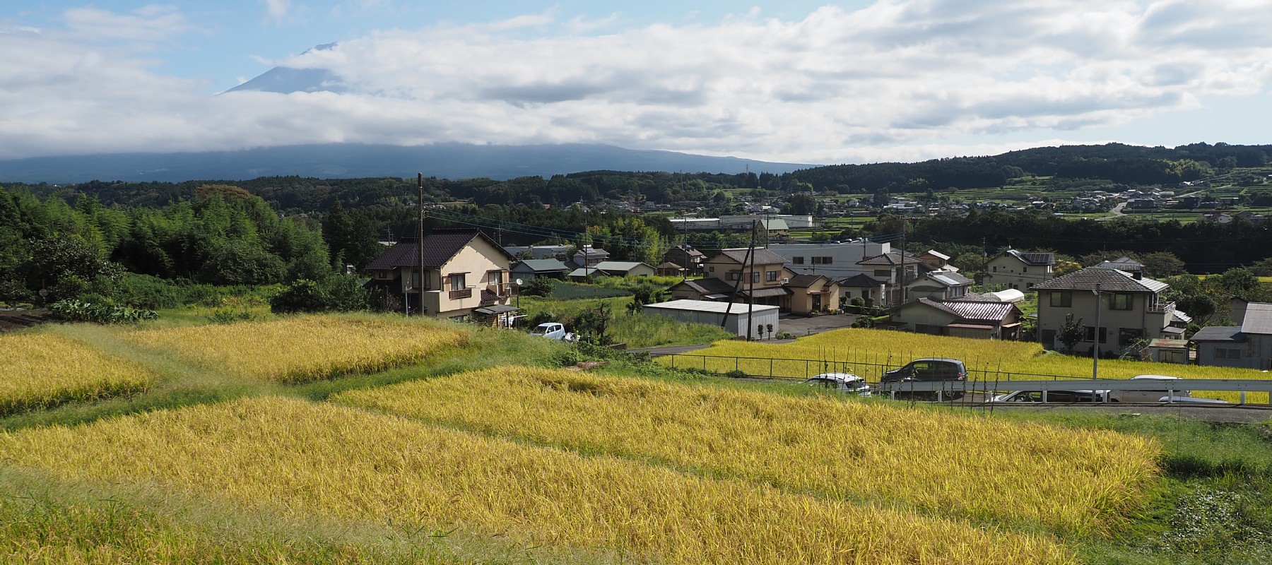 柚野