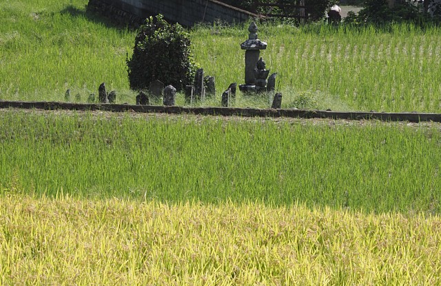 田