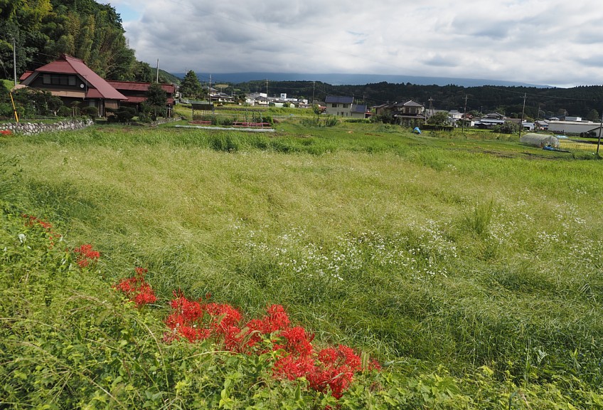 野原