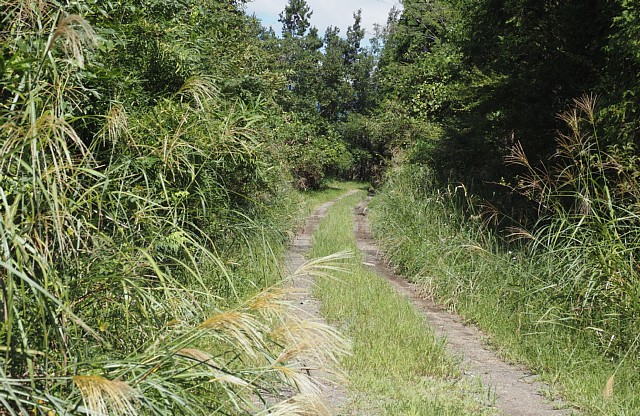 坂林林道