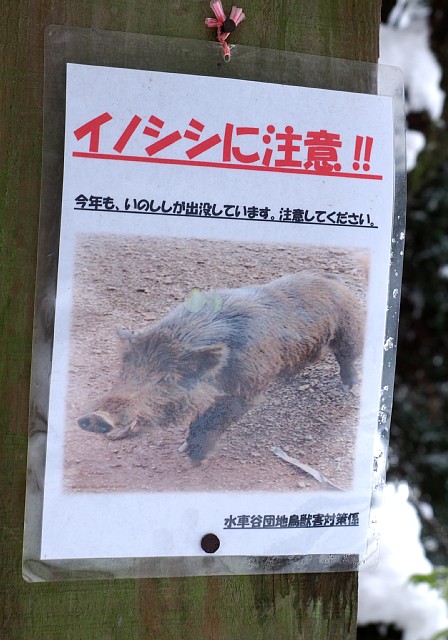 イノシシに注意