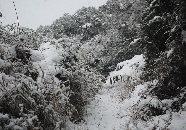 雪道