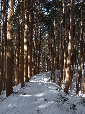 ポンポン山登山道